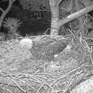 Reference figure: New major EAGLE software update